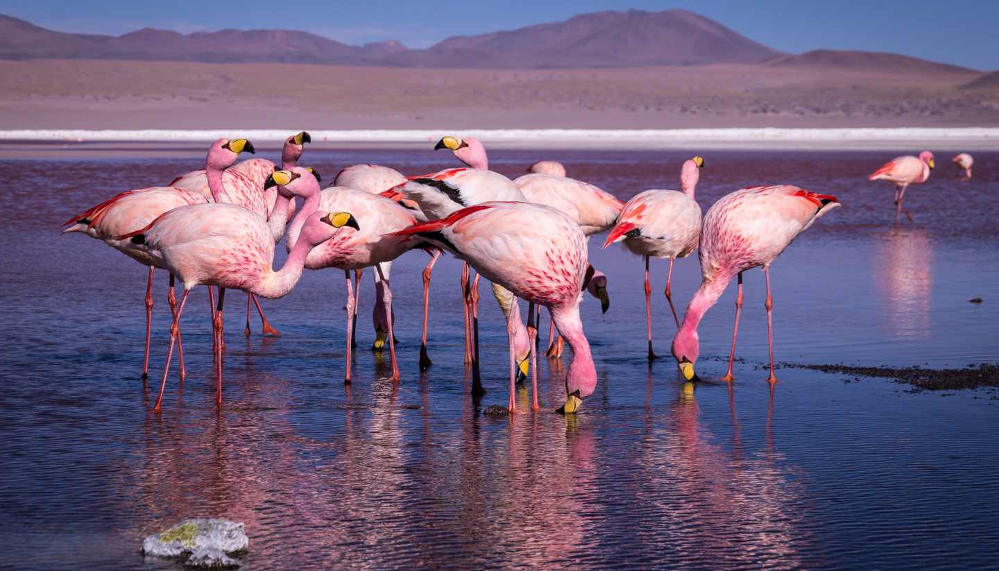 Home - Pink Flamingo, Uyuni Salt Flat, Bolivia